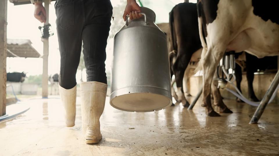 KUYUCAK'TA ÇİĞ SÜT DESTEKLEMESİ İCMALLERİ ASKIYA ÇIKARILDI