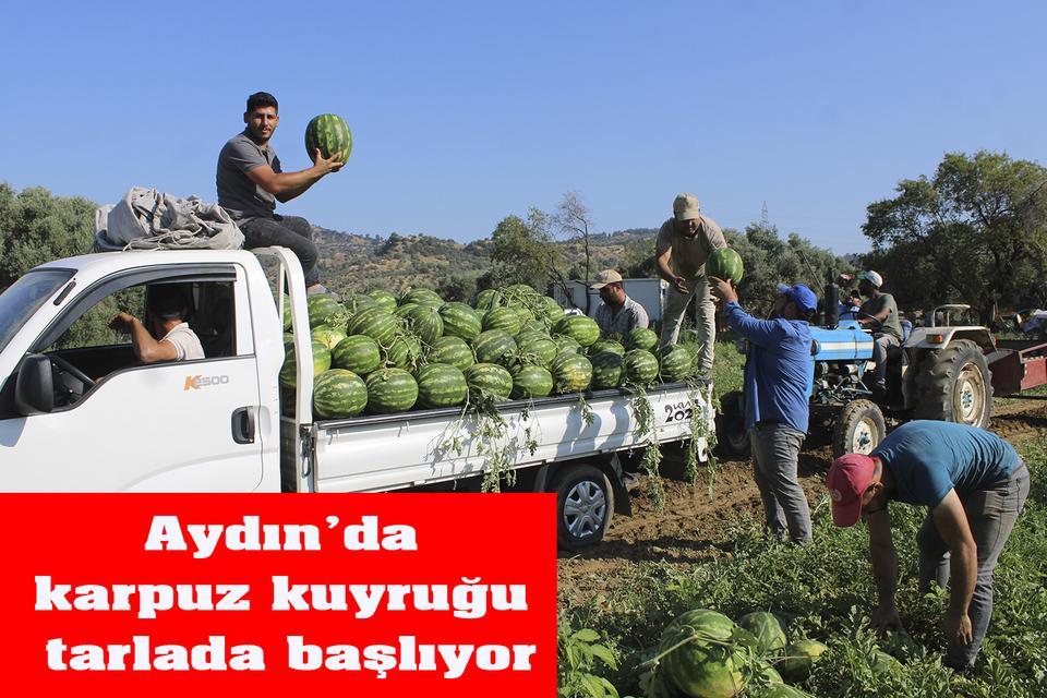 Aydın’da karpuz kuyruğu tarlada başlıyor