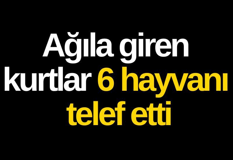 Ağıla giren kurtlar 6 hayvanı telef etti