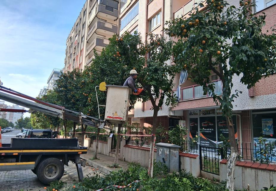Efeler’de turunç ağaçları budandı
