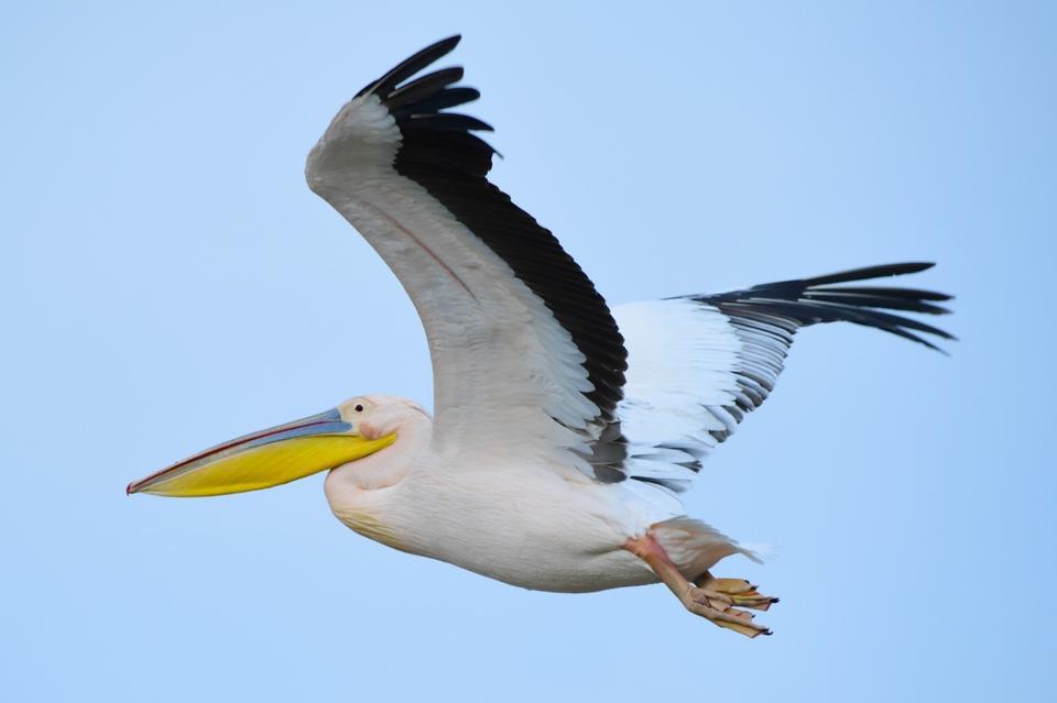 GÖÇ YOLUNDAKİ PELİKAN SÜRÜSÜNÜN BURSA MOLASI