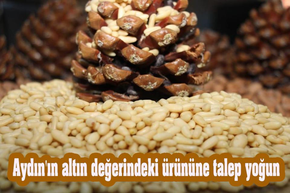 Aydın'ın altın değerindeki ürününe talep yoğun