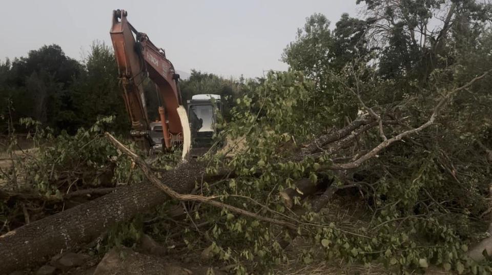 Devrilen ağacın altında kalan kişi öldü