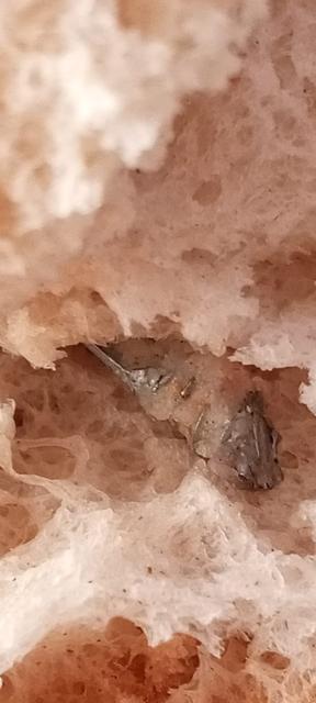 FIRINDAN ALINAN EKMEĞİN İÇİNDEN VİDA ÇIKTI