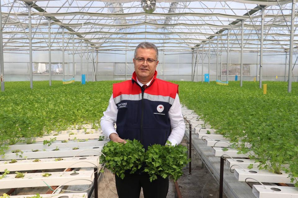 Topraksız maydanozda ilk hasat yapıldı