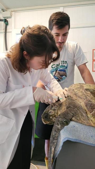 Kuşadası'nda bulunan yaralı caretta carettanın tedavisine başlandı