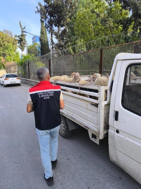 Aydın'da hayvan hastalıklarıyla mücadelede sürüyor