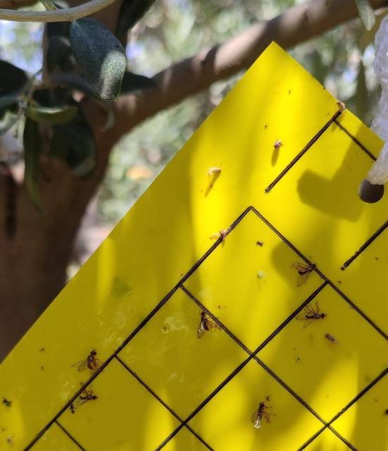 Zeytin sineğine karşı ilaçlama çağrısı