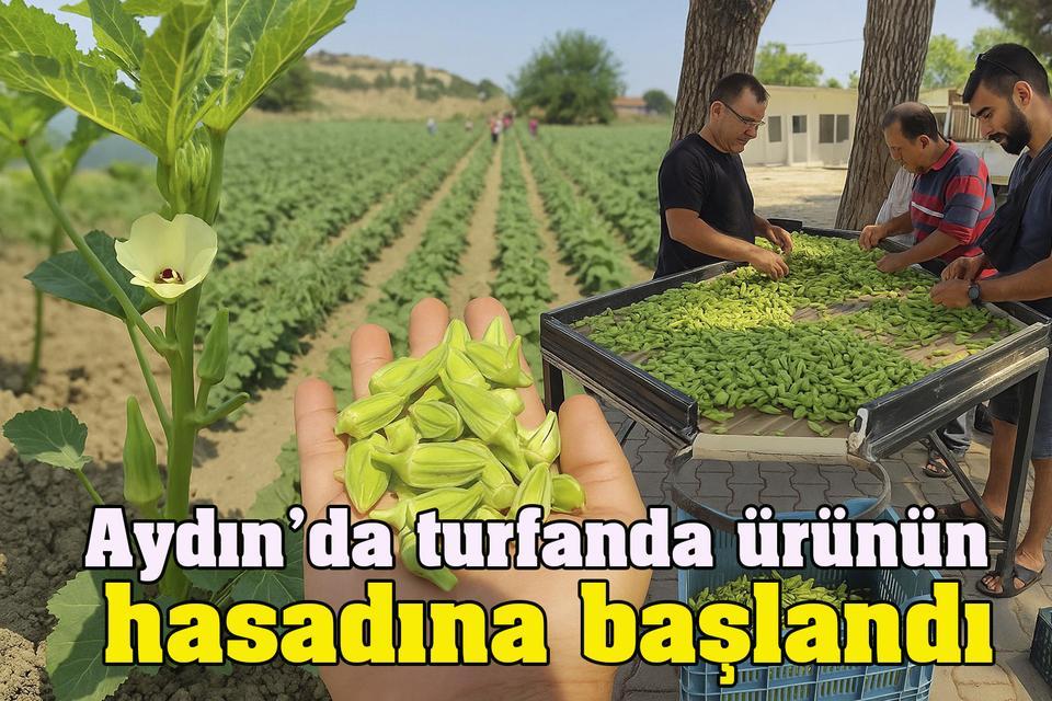 Aydın’da turfanda ürünün hasadına başlandı