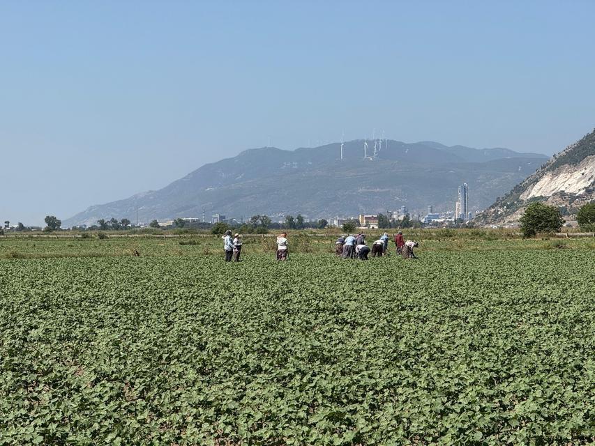 Germencik’in pamuklarında zararlılar kontrol altında