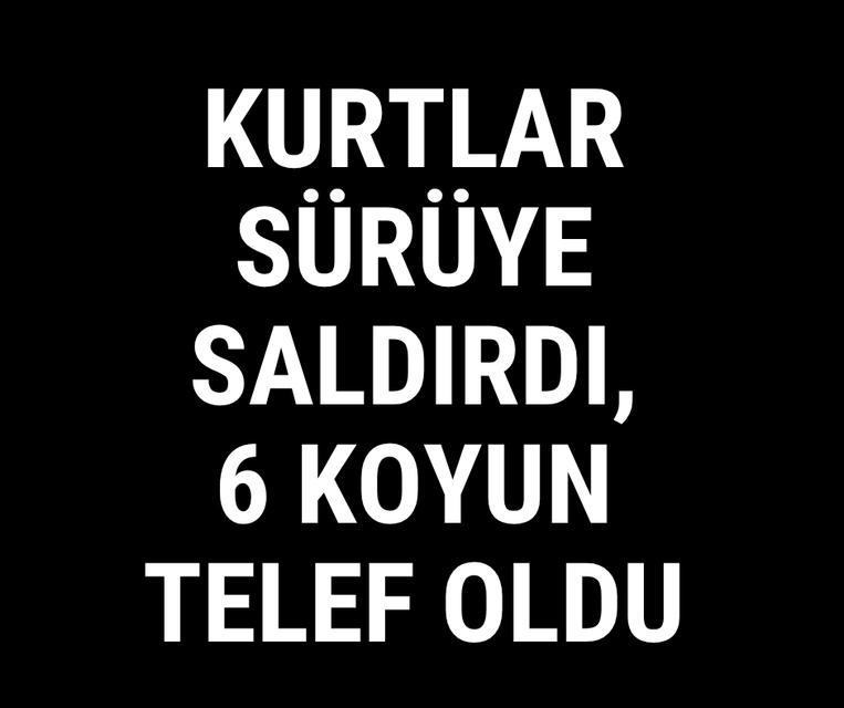 Kurtlar sürüye saldırdı, 6 koyun telef oldu