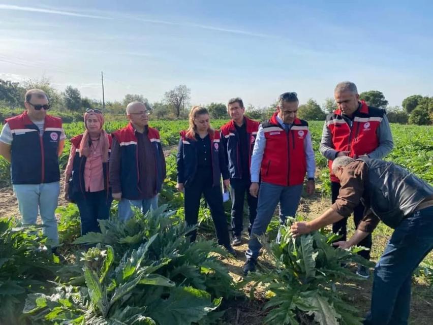 Aydın'da enginar üretimi yükselişte