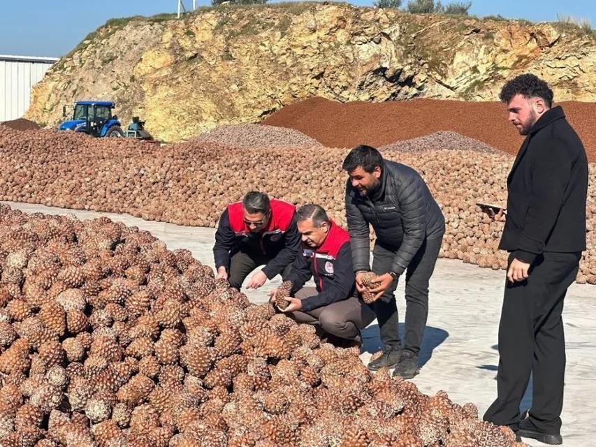 Koçarlı'da Çam Fıstığı işleme tesisindeki çalışmalar yerinde incelendi
