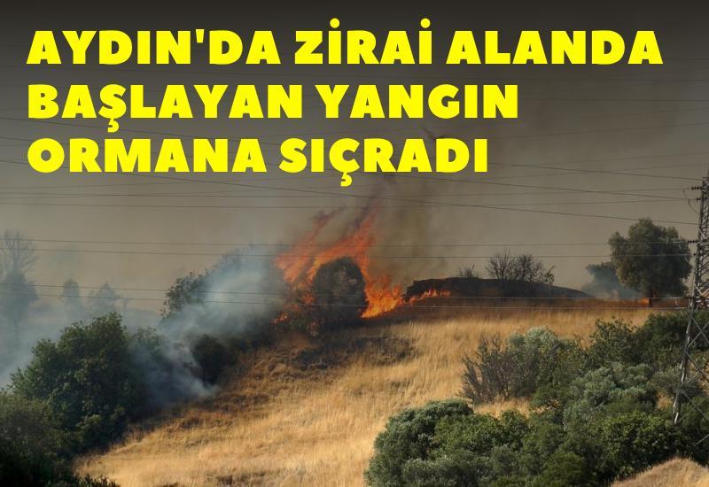 Aydın'da zirai alanda başlayan yangın ormana sıçradı
