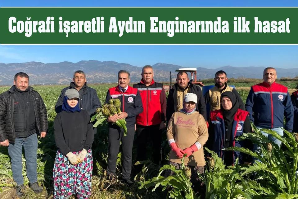 Coğrafi işaretli Aydın Enginarında ilk hasat sevinci