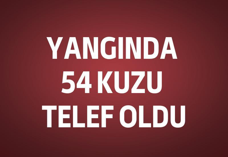 Yangında 54 kuzu telef oldu