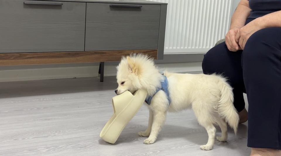 AYDIN'DAN ALINAN KÖPEK MARDİNLİ AİLENİN KABUSU OLDU