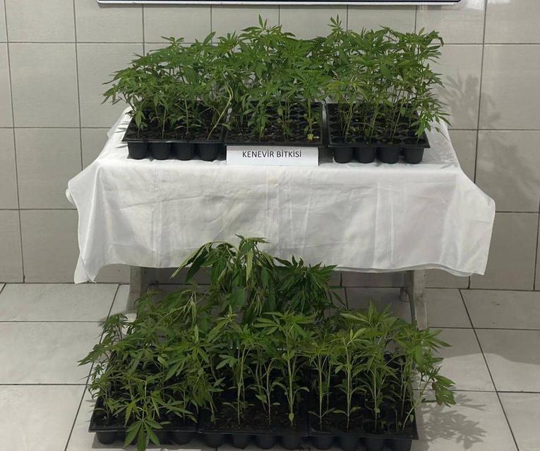 Bozdoğan’da 174 kök kenevir ele geçirildi