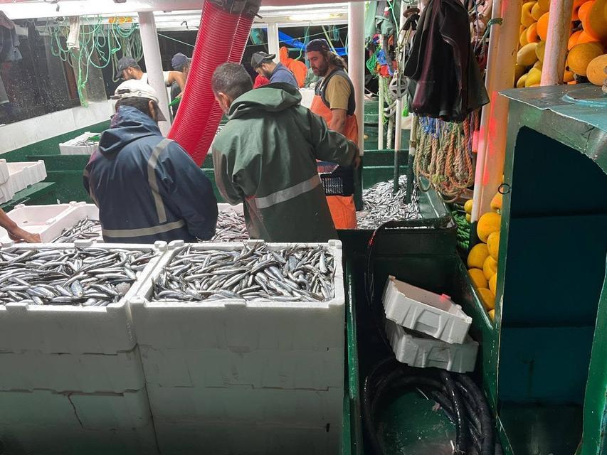 Didim'de ‘Hamsi Kotası’ denetimi yapıldı