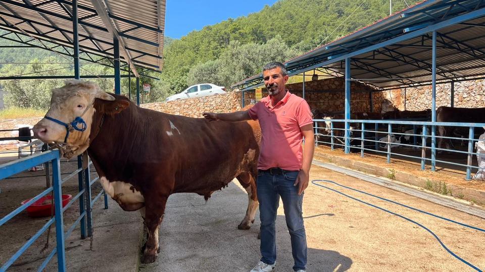 Kurban pazarının gözdesi 450 bin TL'ye alıcı buldu