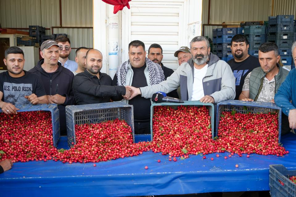 KUZEY YARIMKÜRENİN İLK KİRAZI HASAT EDİLDİ KUZEY YARIMKÜREDE YETİŞTİRİLEN İLK KİRAZ AÇIK ARTTIRMAYLA 2 BİN TL'DEN ALICI BULDU