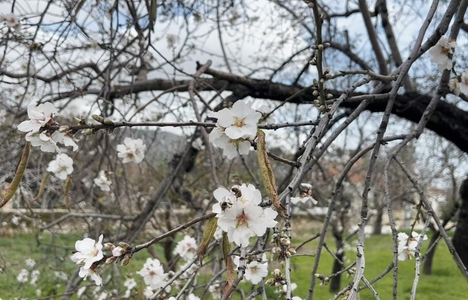 Badem ağaçları çiçek açtı