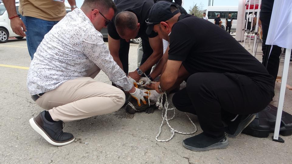 MALATYA'DA ETKİNLİKTE PİTBULL DEHŞETİ: BİR KADIN YARALANDI PİTBULL CİNSİ KÖPEĞİ 4 KİŞİ ZOR ZAPT ETTİ