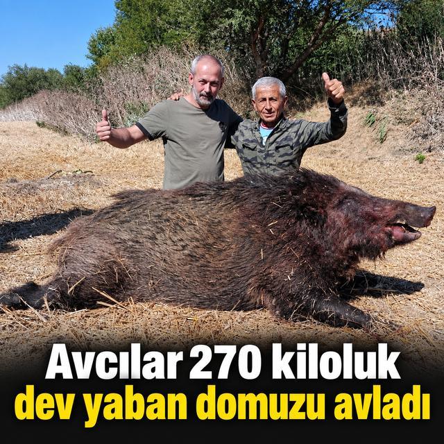 Avcılar 270 kiloluk dev yaban domuzu avladı