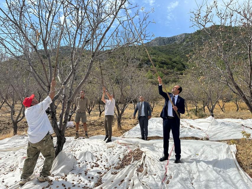 Datça’da badem hasadı sürüyor