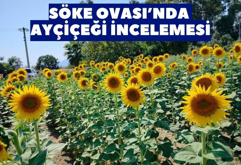Söke Ovası’nda ayçiçeği incelemesi
