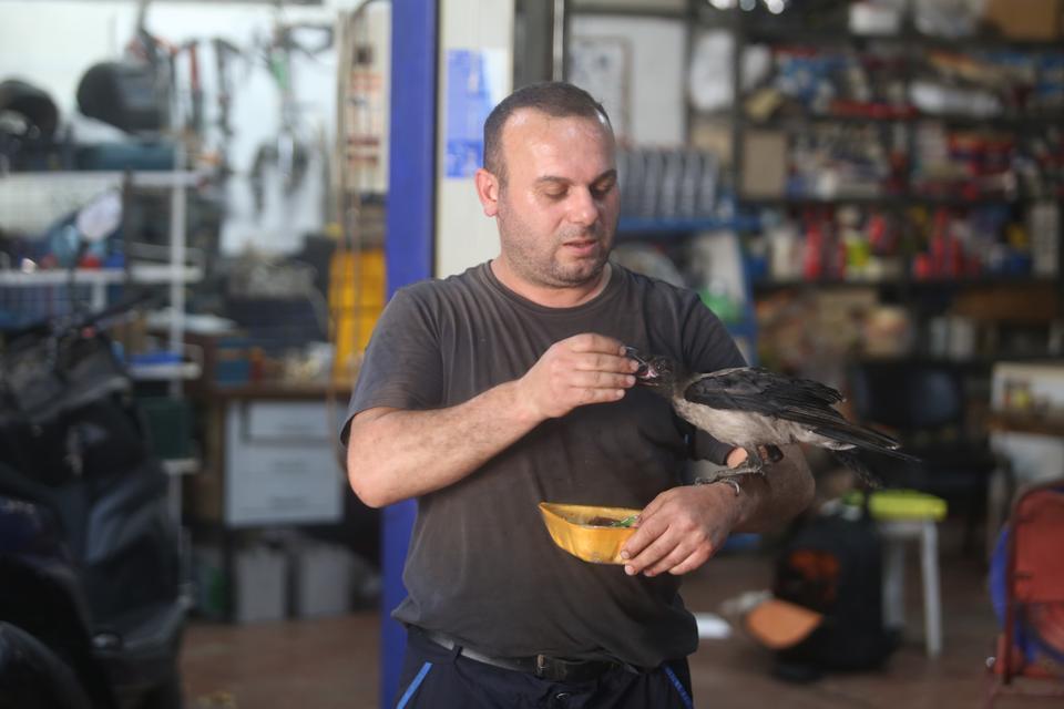 KARGA İLE TAMİRCİNİN SIRADIŞI DOSTLUĞU...TAMİRHANEDE BİRLİKTE ÇALIŞIYORLAR TAMİRHANENİN KANATLI USTASI 'PAŞA' GÖRENLERİ HAYRAN BIRAKIYOR