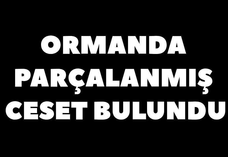 Ormanda parçalanmış erkek cesedi bulundu