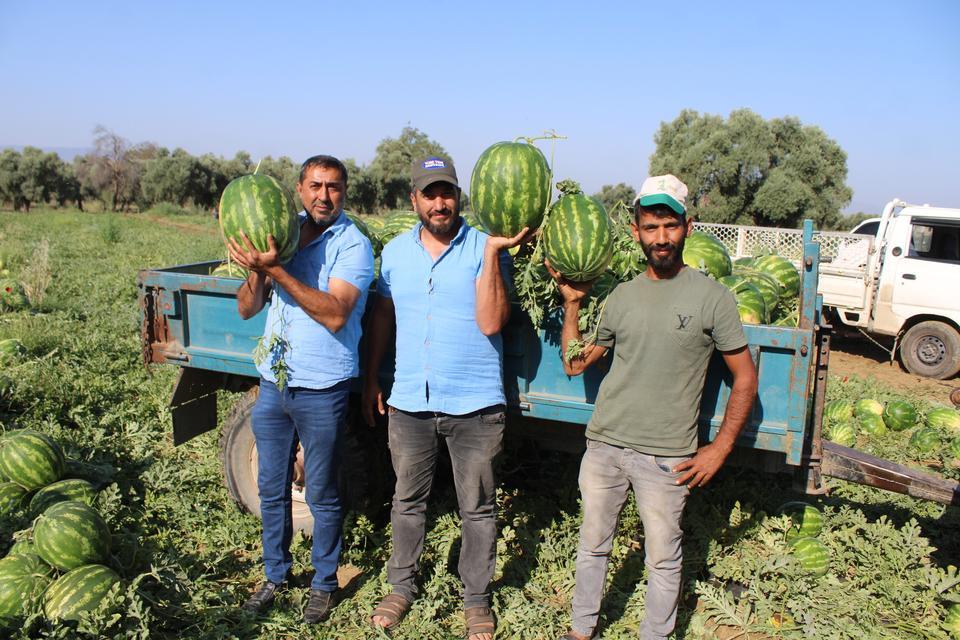 ÇUKUROVA'DAN SONRA TÜRKİYE'NİN GÖZÜ BURADA AYDIN KARPUZU İÇİN PAZARCILAR GÜN DOĞMADAN SIRAYA GİRİYOR KARPUZ KUYRUĞU TARLADA BAŞLIYOR