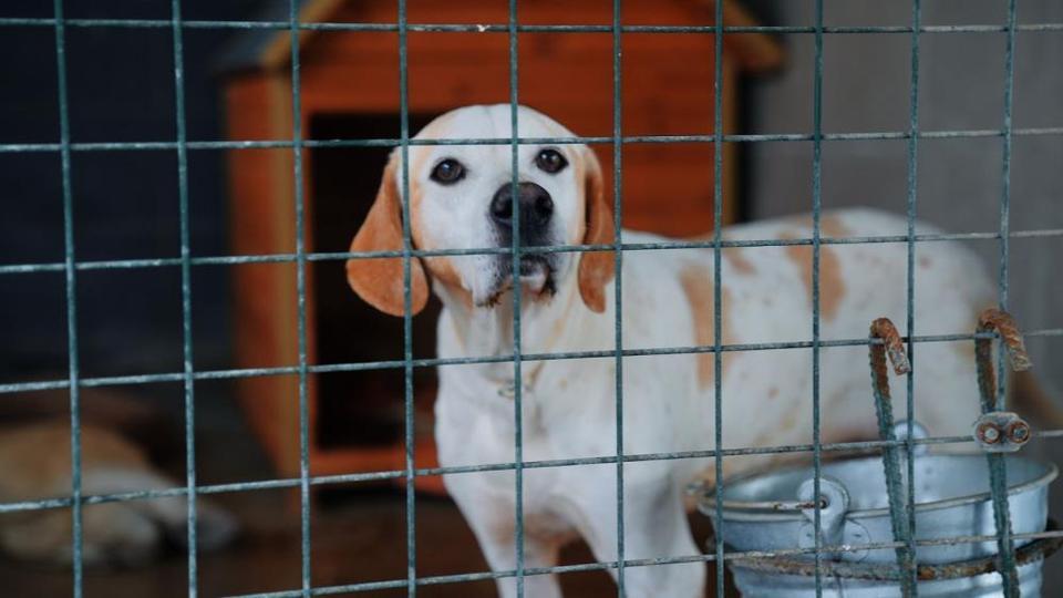 Didim Belediyesi can dostlar için mama üretiminde kapasiteyi artırdı