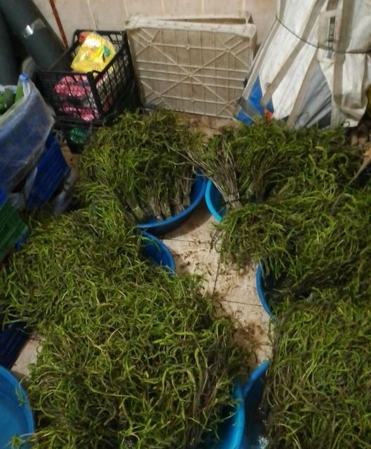 AYDIN'DA KENDİLİĞİNDEN YETİŞEN BU OTLAR GARİBANIN CÜZDANINI ZENGİNİN SOFRALARINI SÜSLÜYOR DAĞLARDAN BEDAVAYA TOPLANIYOR, ŞEHİRDE BAĞI 100 TL'YE KADAR ALICI BULUYOR