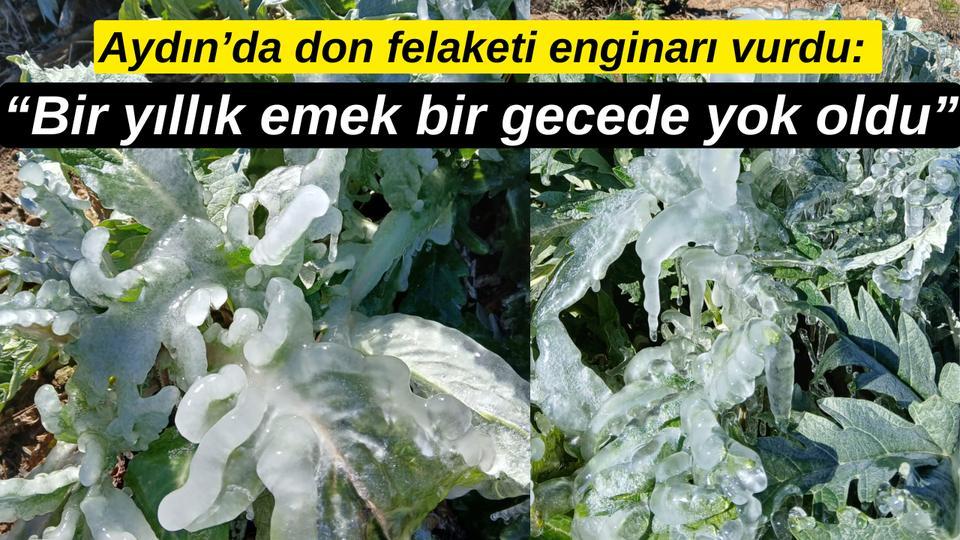 Aydın’da don felaketi enginarı vurdu: “Bir yıllık emek bir gecede yok oldu”