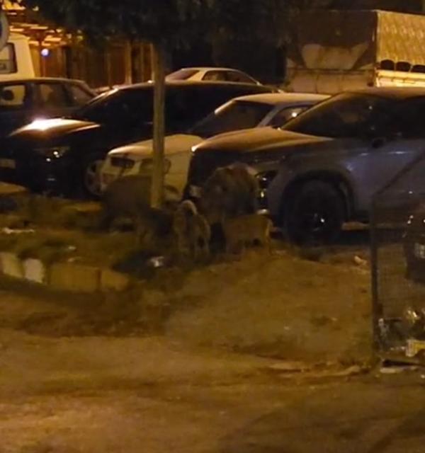 Söke'de aç kalan domuzlar sokağa indi
