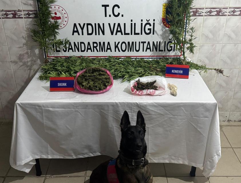 Aydın’da  skunk üretimi yapan kişi yakalandı