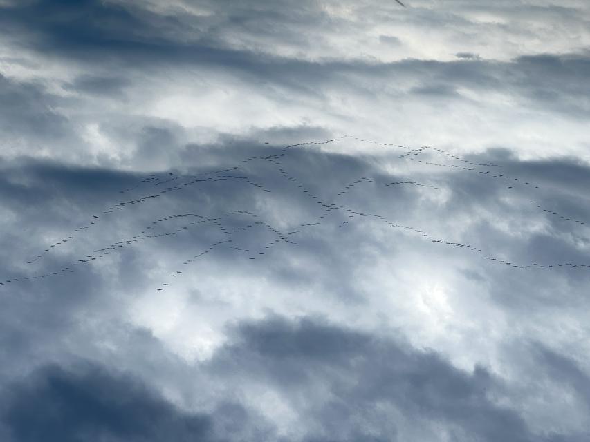 GÖÇ YOLUNDAKİ PELİKAN SÜRÜSÜNÜN BURSA MOLASI