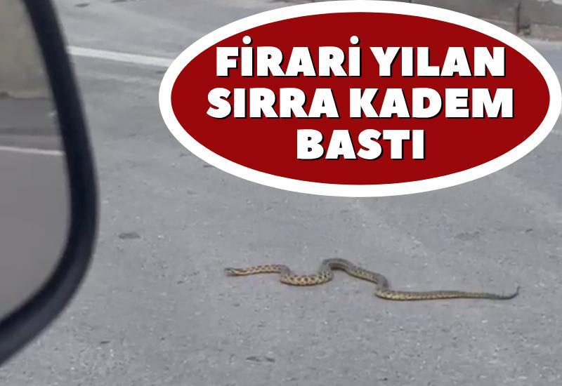 Firari yılan sırra kadem bastı