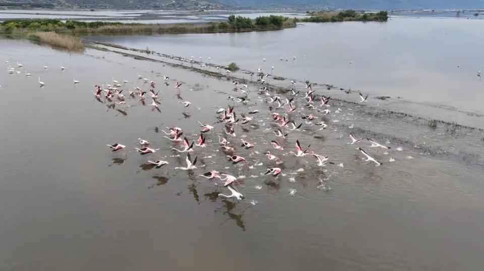 Aydın'da su altında kalan arazilerde flamingolar görsel şölen oluşturdu