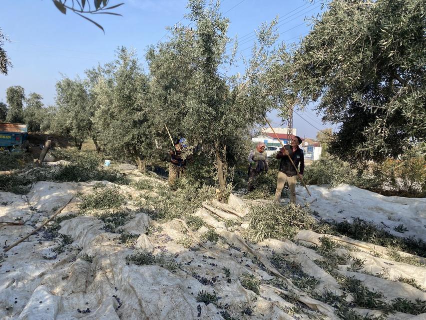 Zeytinde rekolte düşük, kalite yüksek