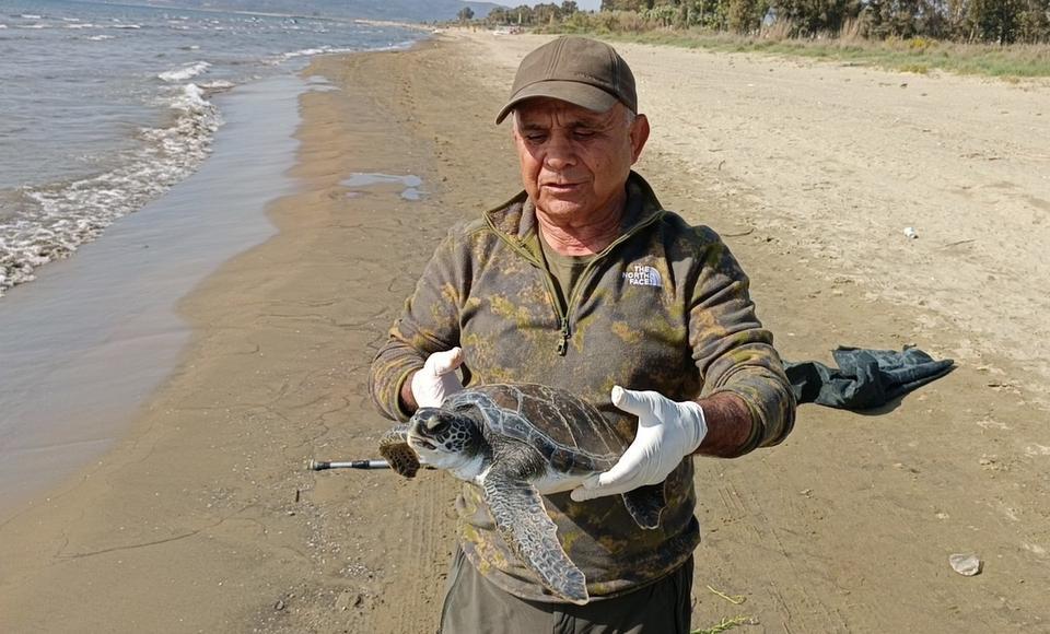 Balıkçının duyarlılığı deniz kaplumbağasını hayata bağladı