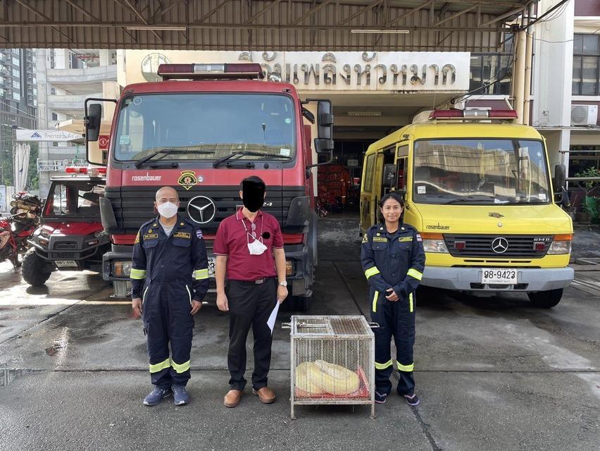BANGKOK'TA YAKLAŞIK 4 METRELİK DEV PİTON BULUNDU