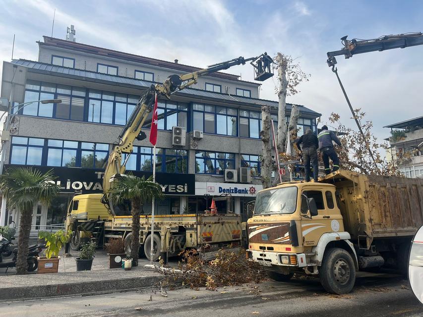 Yaşı 200’e yaklaşan çınar ağacı budandı