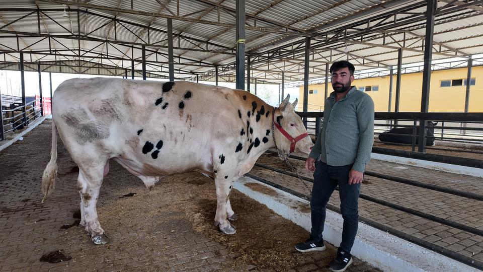 Aydın'da kurbanlıklar pazarda yerini aldı peki fiyatlar nasıl?