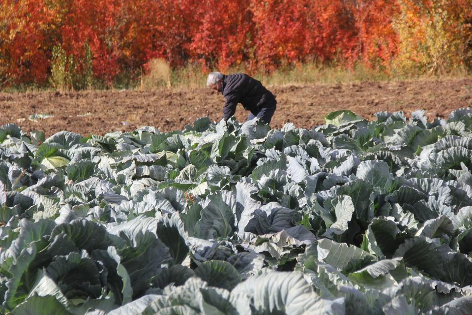 Ata tohumundan üretilen lahanaların hasadı başladı