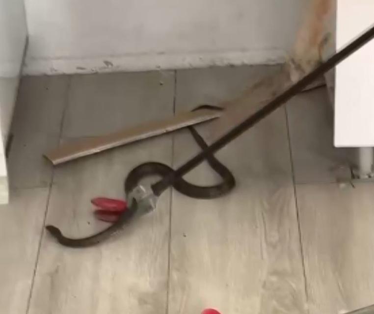 Eve giren yılanı itfaiye ekipleri çıkardı