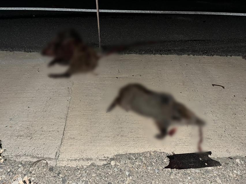 KASTAMONU'DA OTOMOBİL DOMUZ SÜRÜSÜNE ÇARPTI: 2 YARALI