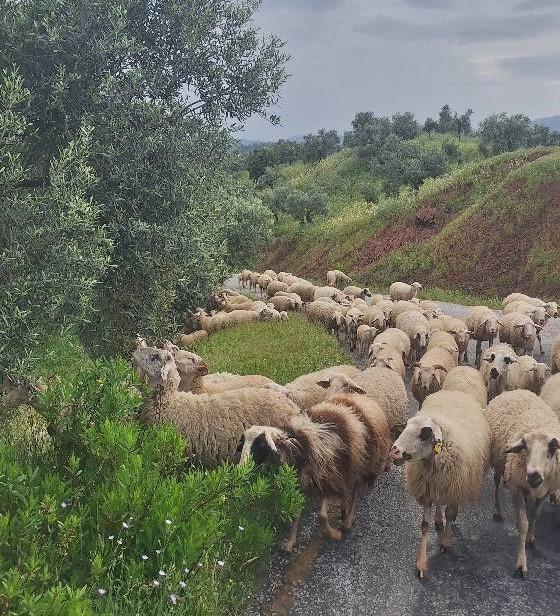 AYDIN'DA YÖRÜKLERİN YAYLA YOLCULUĞU BAŞLADI